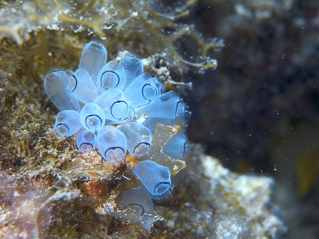 Palm Beach Divers-Noord必去景点