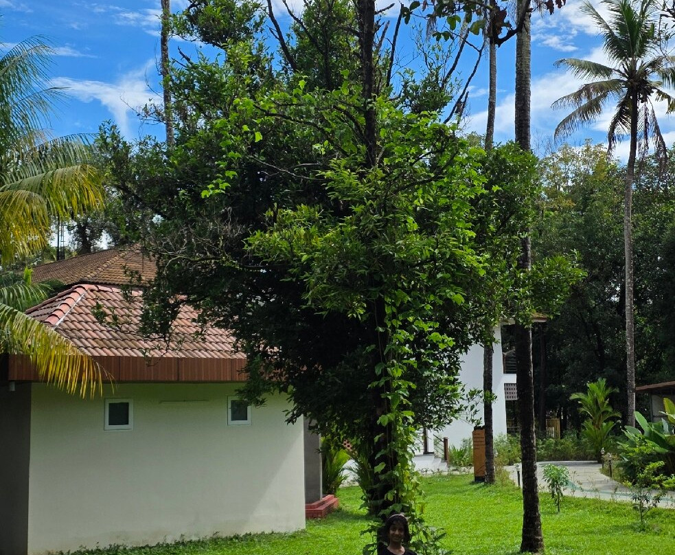 Namami-柯钦必去景点