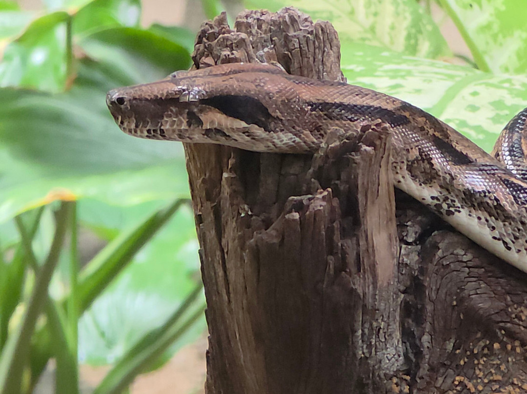 Akumal Monkey Sanctuary & Rescued Animals-艾库玛尔必去景点