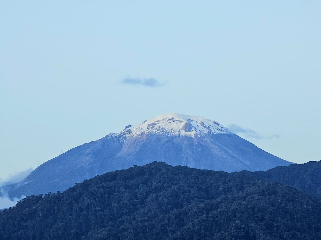 Urapanes Del Bosque主图