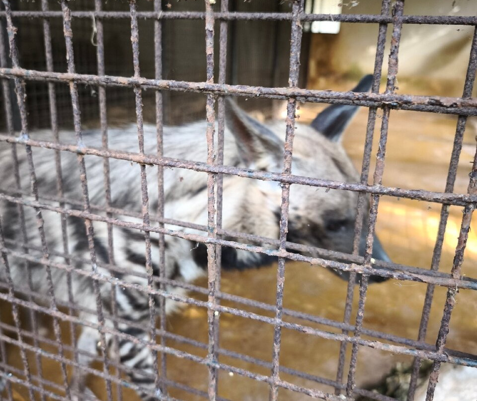 猎豹动物园-桑给巴尔岛必去景点