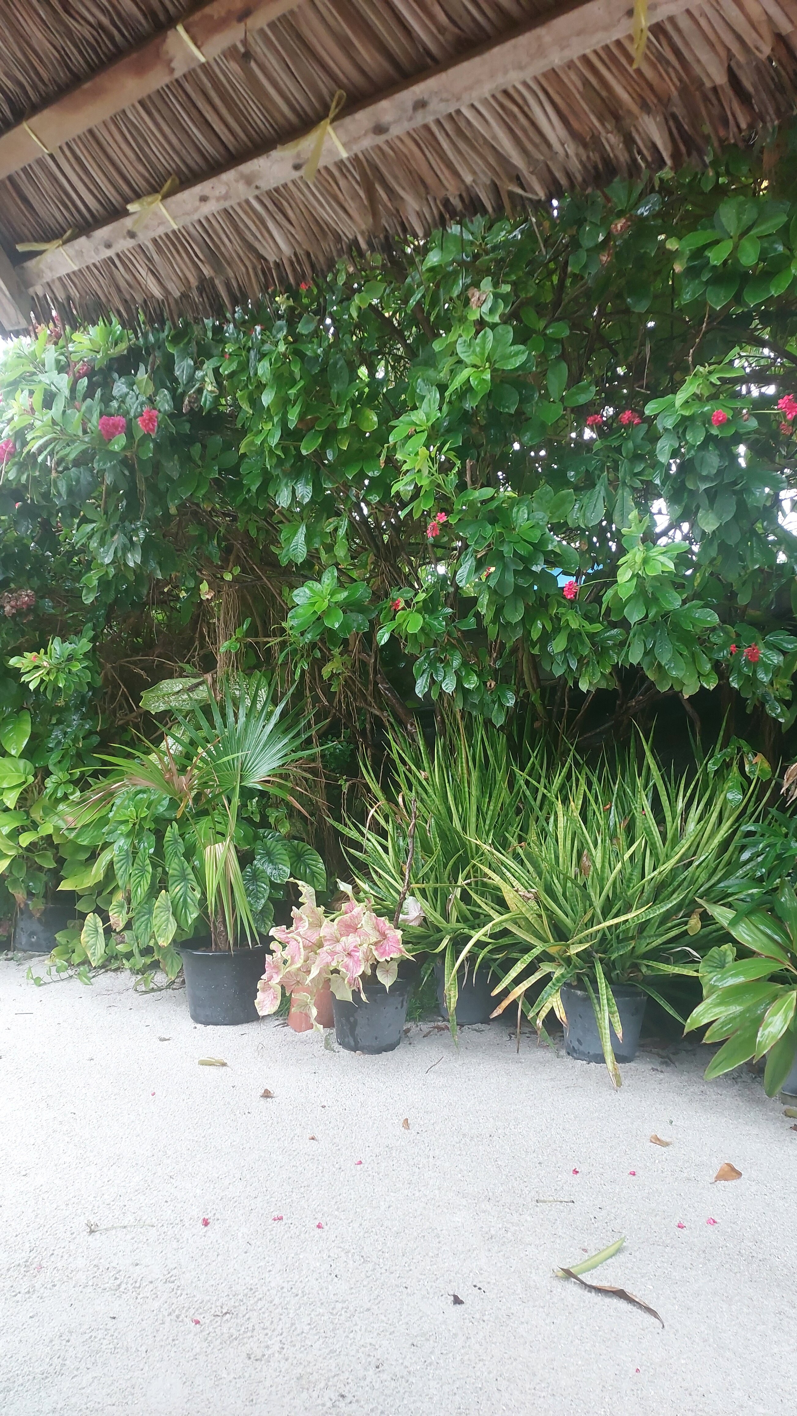 Hanifaru Transit Inn-官方