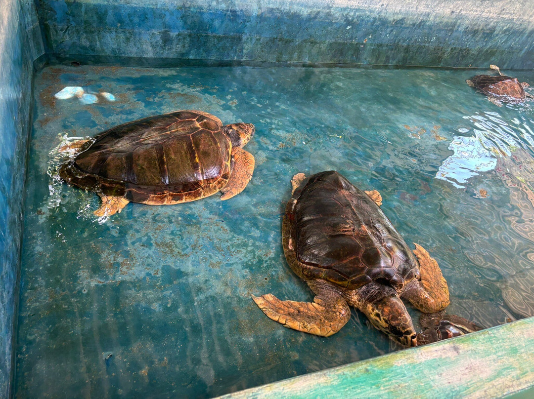 Sea Turtle Farm Galle Mahamodara-加勒必去景点