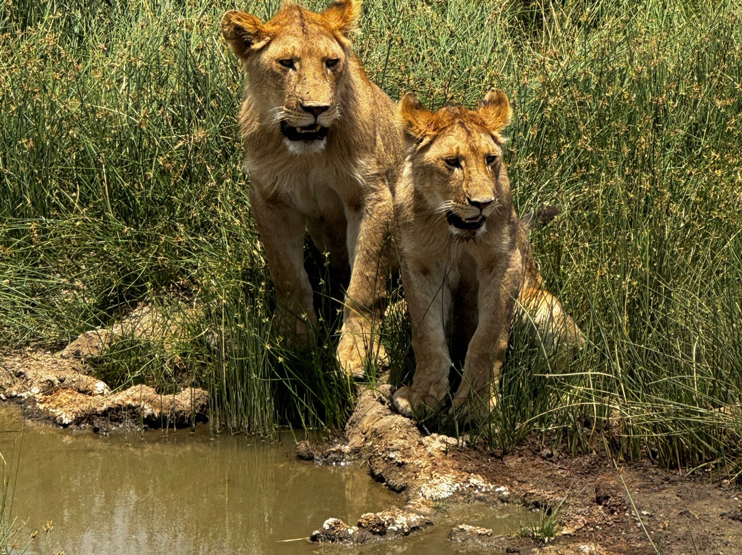 Predators Safari Club-阿鲁沙必去景点