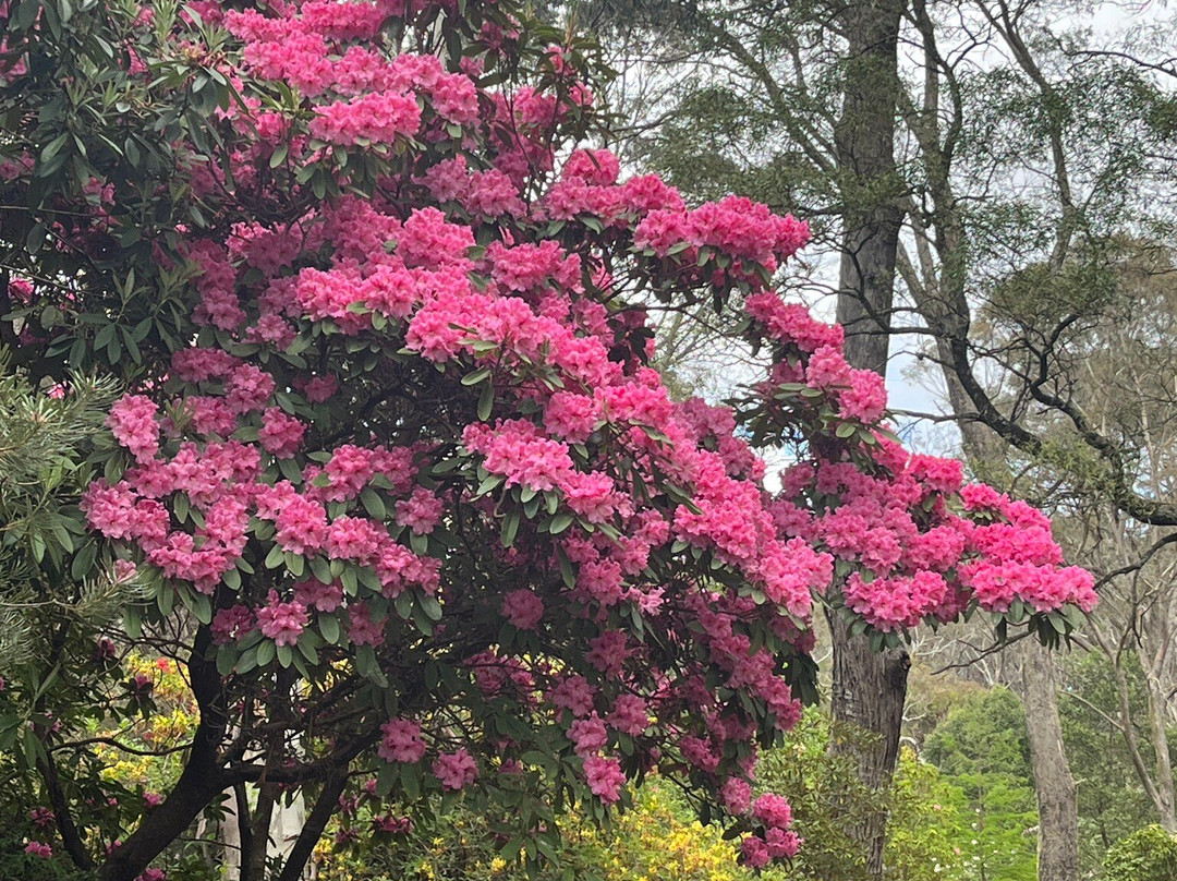 The Campbell Rhododendron Gardens-布莱克希思必去景点