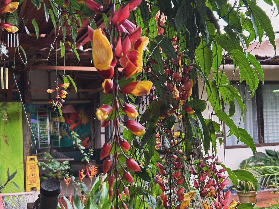 Amazing Vacations Costa Rica-图里亚尔瓦必去景点