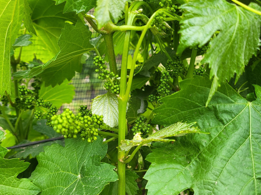 Bodega Familiar Agroecológica De La Tierrita-Eugenio Bustos必去景点