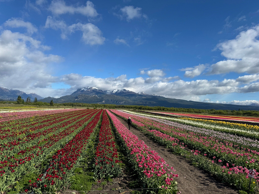 Campo De Tulipanes-Trevelin必去景点