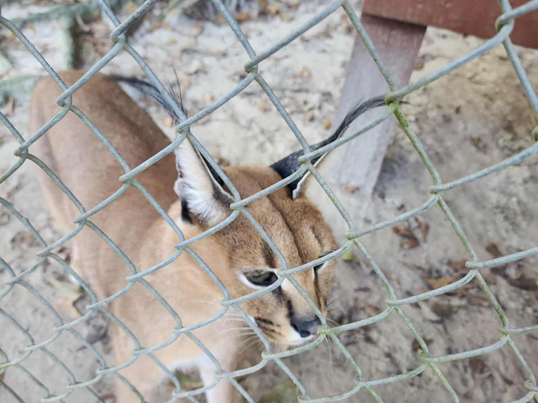 Bear Creek Feline Center-巴拿马城必去景点
