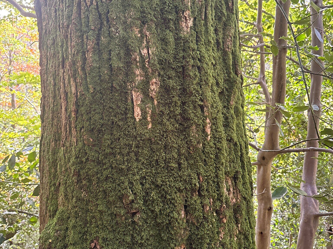 Glen Of The Downs Nature Reserve-Delgany必去景点