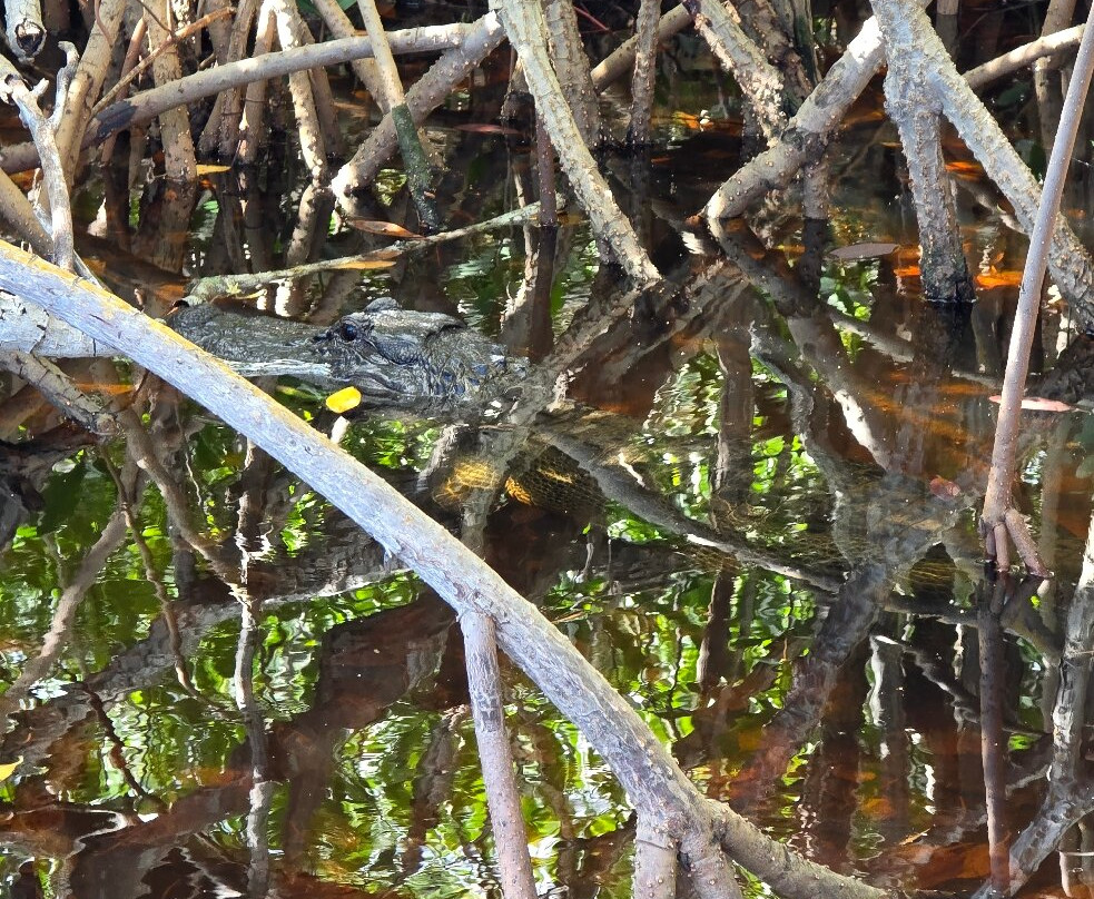 Everglades City Airboat Tours-大沼泽地必去景点