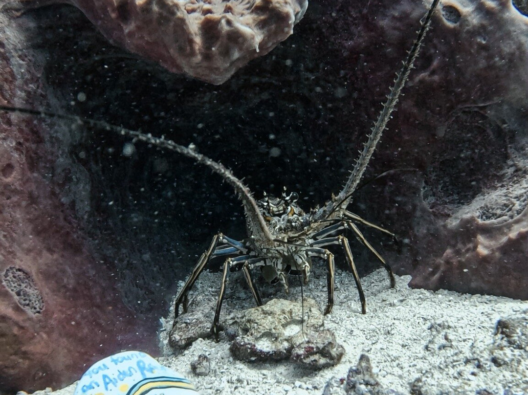 Paradise Scuba & Snorkeling Center-La Parguera必去景点