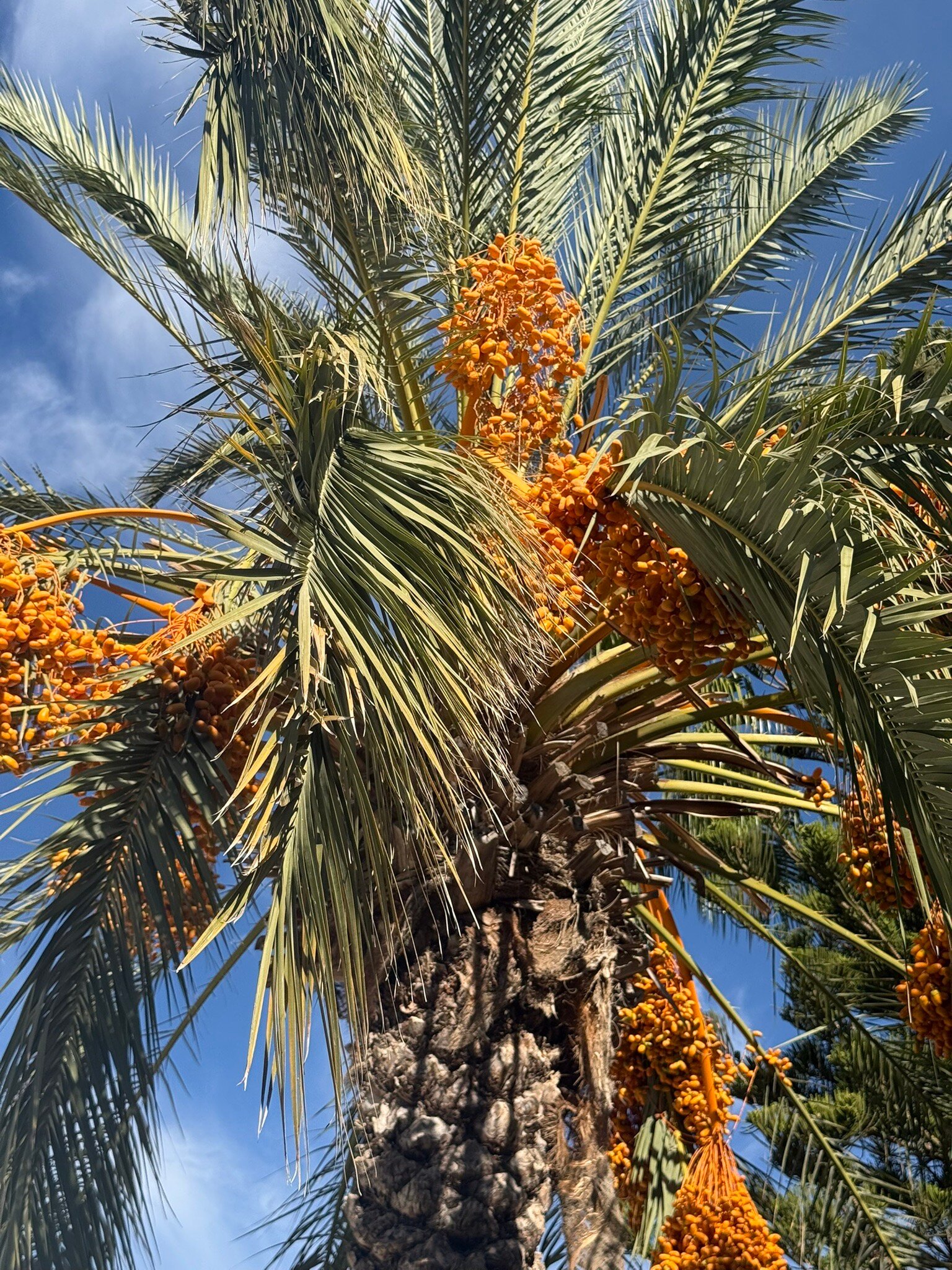 Almond Holiday Village-官方