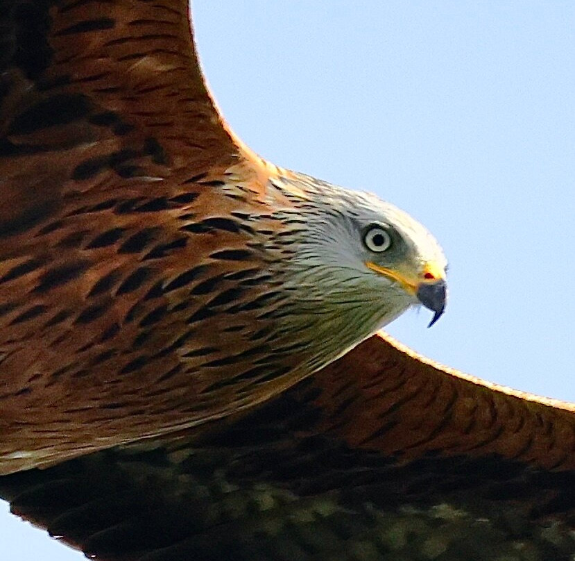 Bellymack Hill Farm - Kite Feeding Station-Laurieston必去景点