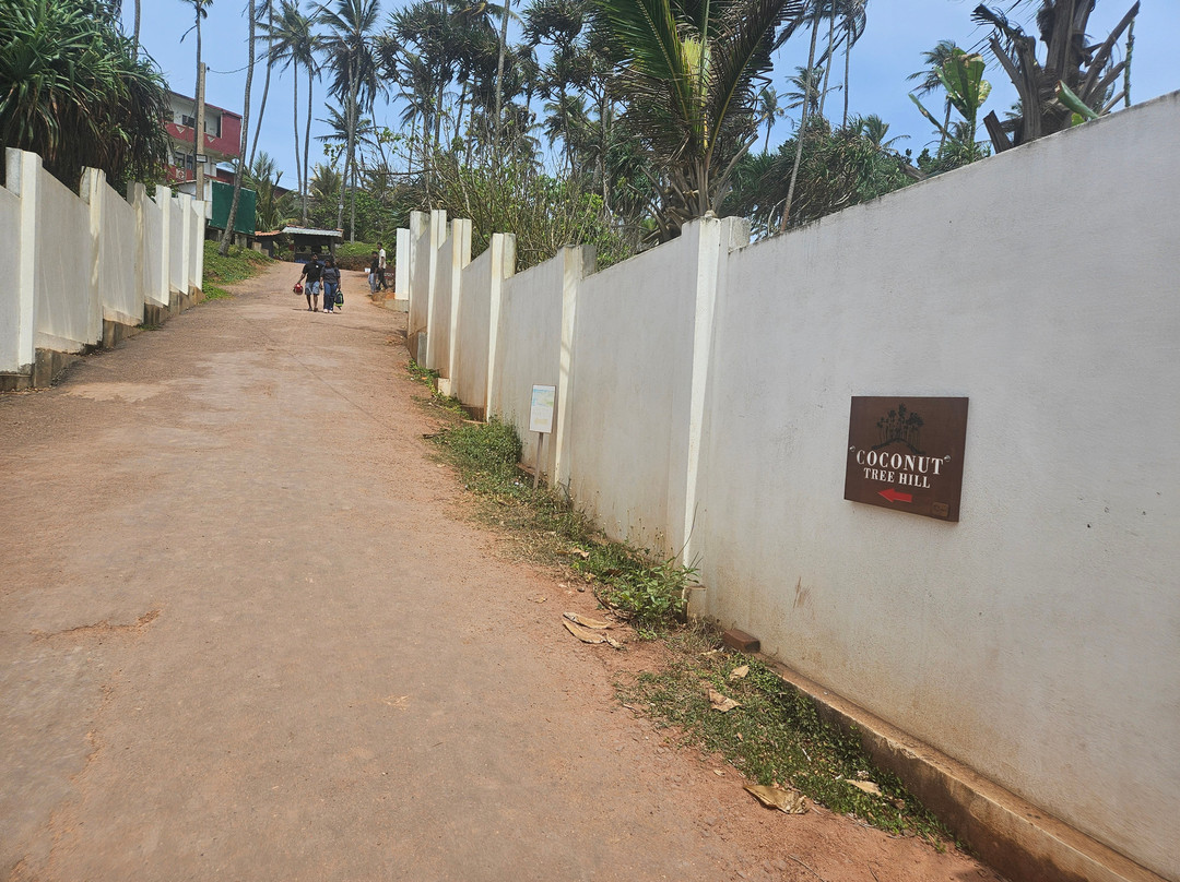 Coconut Tree Hill-美蕊沙必去景点