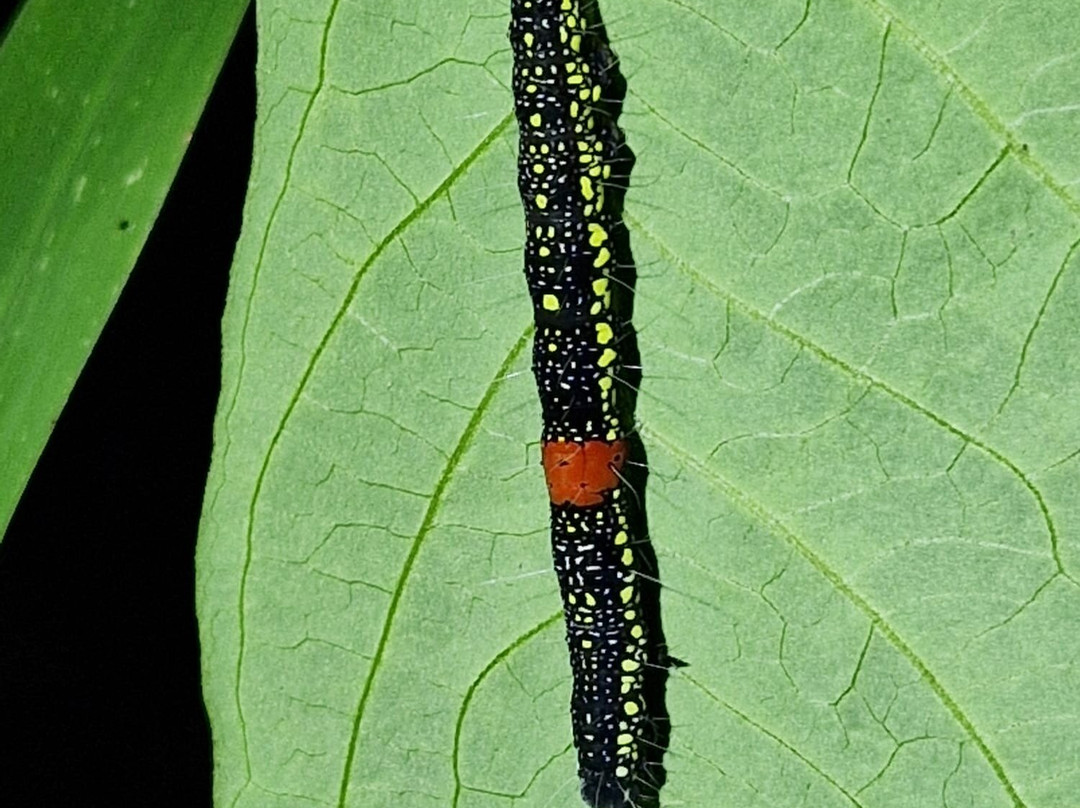 Tarantulas Way-卡维塔必去景点