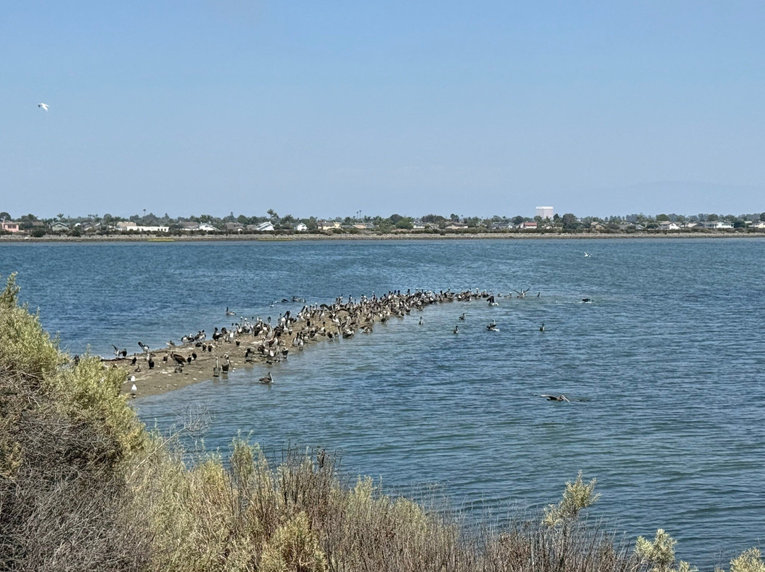 Bolsa Chica Ecological Reserve-亨廷顿海滩必去景点