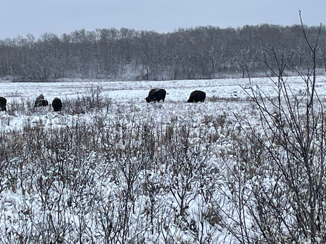 Lake Audy Bison Enclosure-Lake Audy必去景点