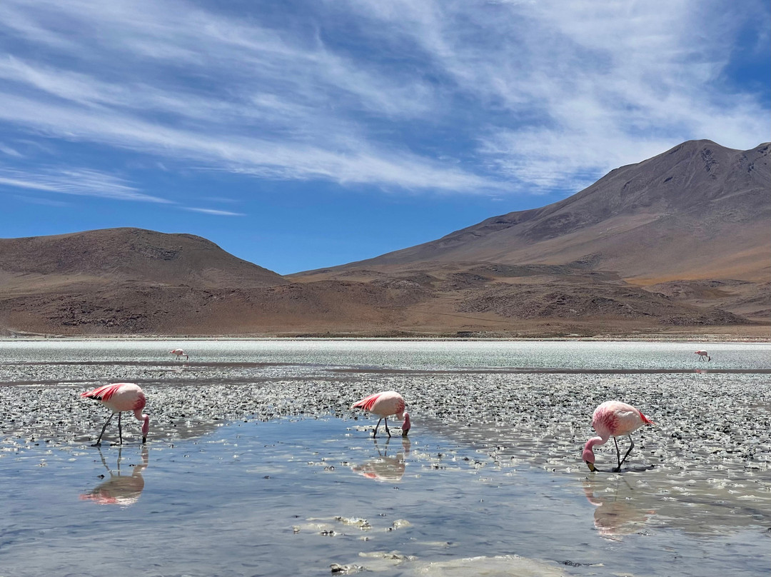 Andes Salt Expeditions Tour Operator-乌尤尼必去景点