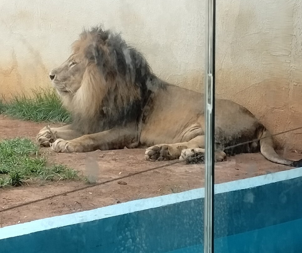 Parque Zoológico De Goiânia-戈亚尼亚必去景点