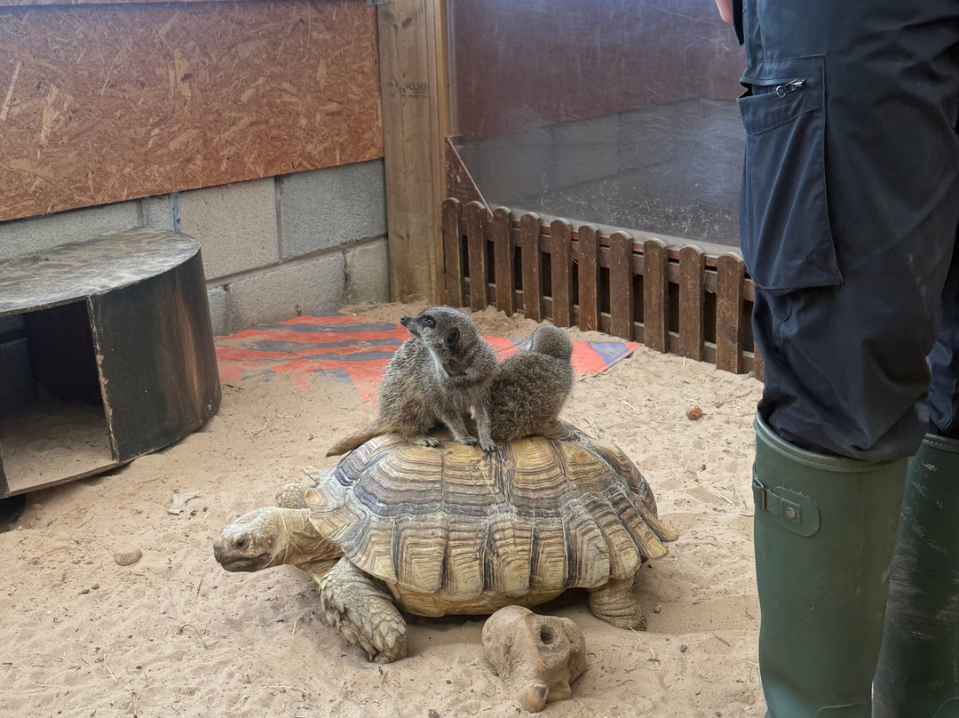 Holmes Chapel Zoo-Holmes Chapel必去景点