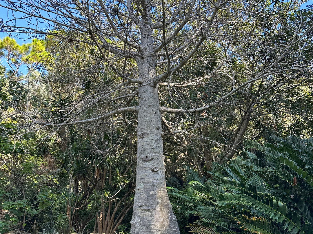 Deerfield Beach Arboretum-迪尔菲尔德比奇必去景点