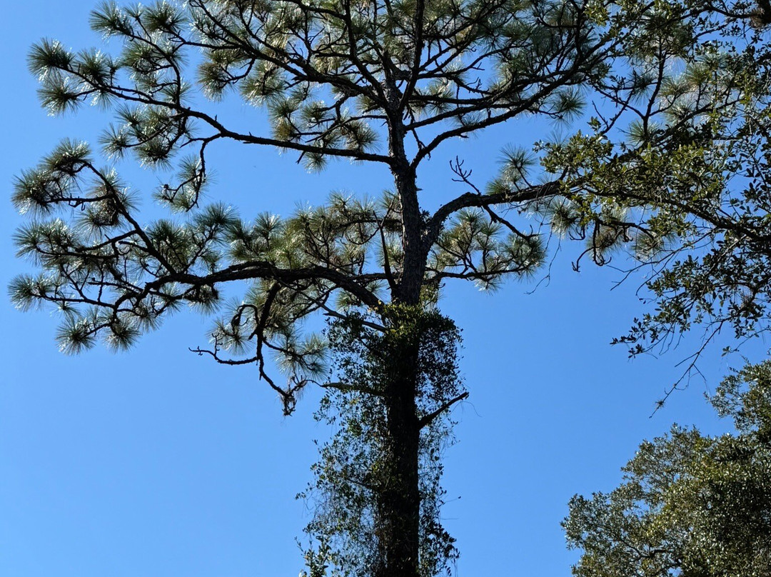 Brevard County Erna Nixon Park-墨尔本必去景点