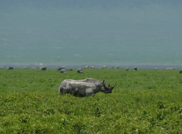 Pitia Africa Safaris-迪亚尼必去景点