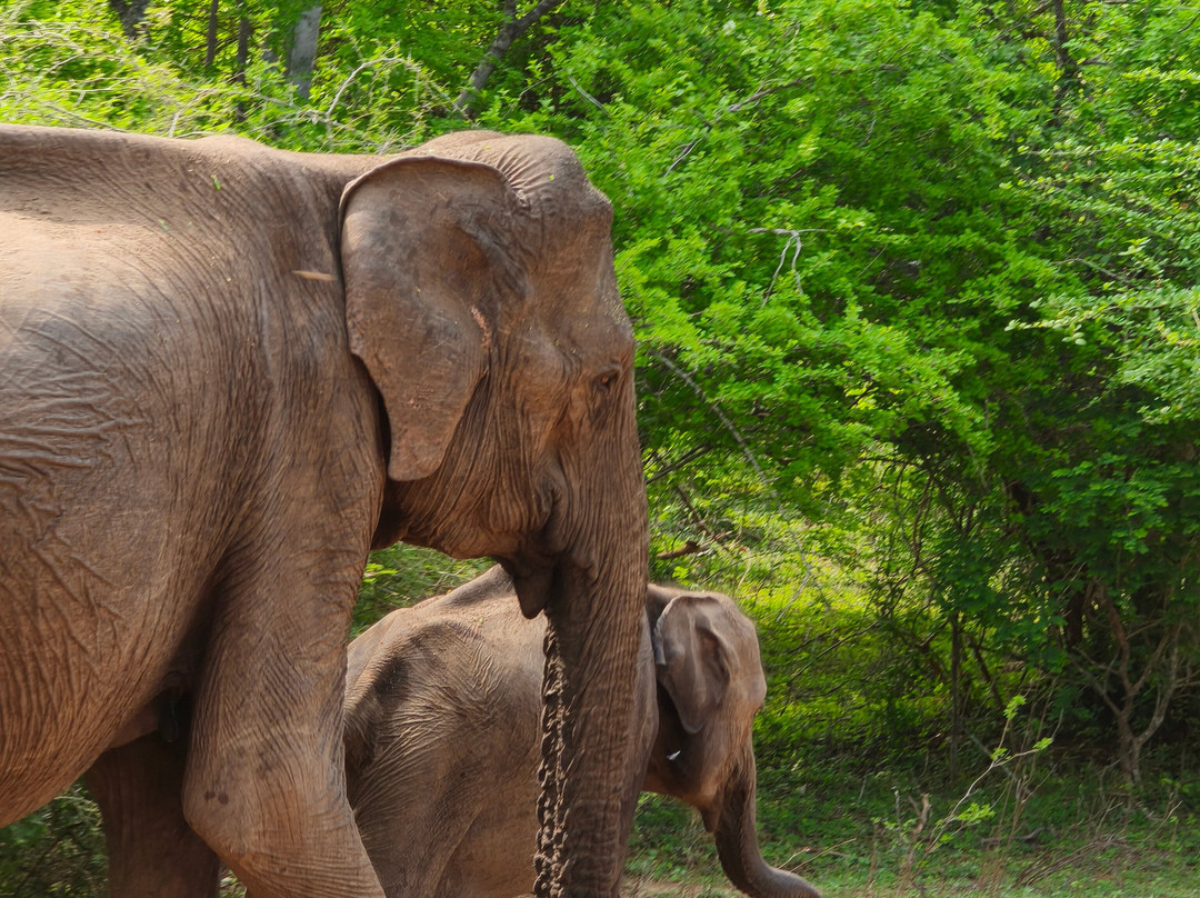 Yala Bundala NPA Safari-蒂瑟默哈拉默必去景点