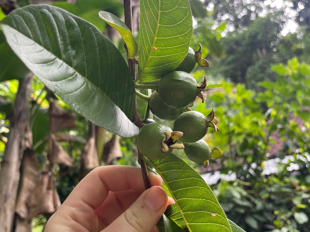 Trekking Candidasa-甘地达萨必去景点