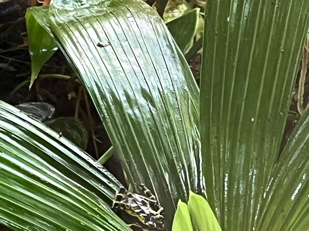 Wikiri Sapoparque-基多必去景点