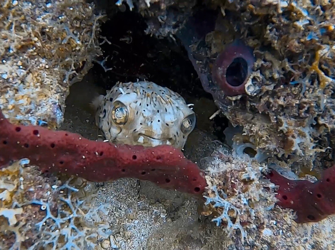 Nautica Plongee Caraibes-Pointe-Noire必去景点