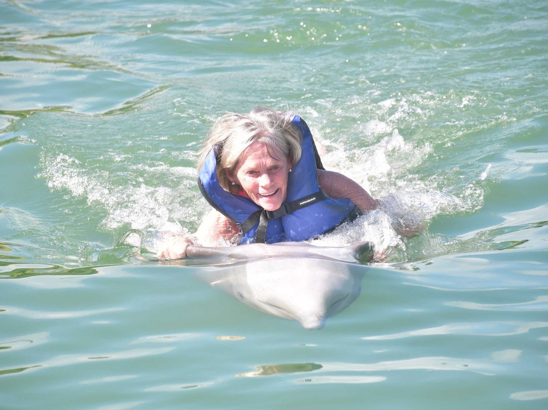 Dolphin Connection-Duck Key必去景点