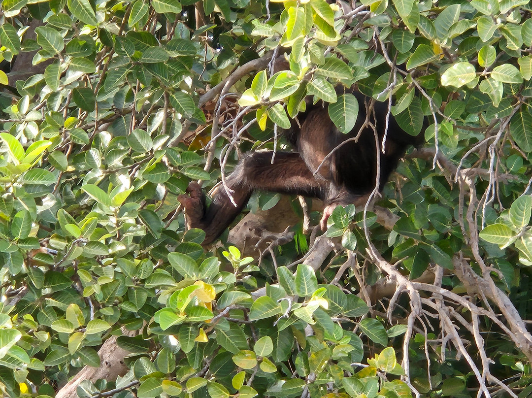 Smiley, Your Eco-Nature Guide in Kuntaur Gambia-Kuntaur必去景点
