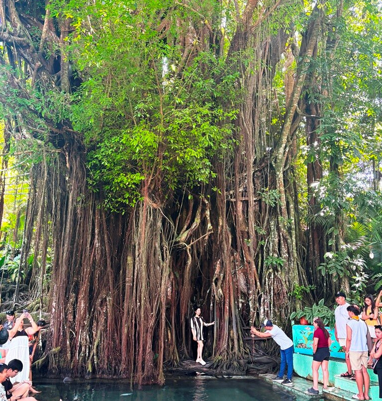 百年大榕树-锡基霍尔岛必去景点