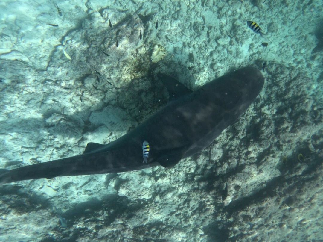 Scuba Butler Fuvahmulah-Fuvahmulah必去景点