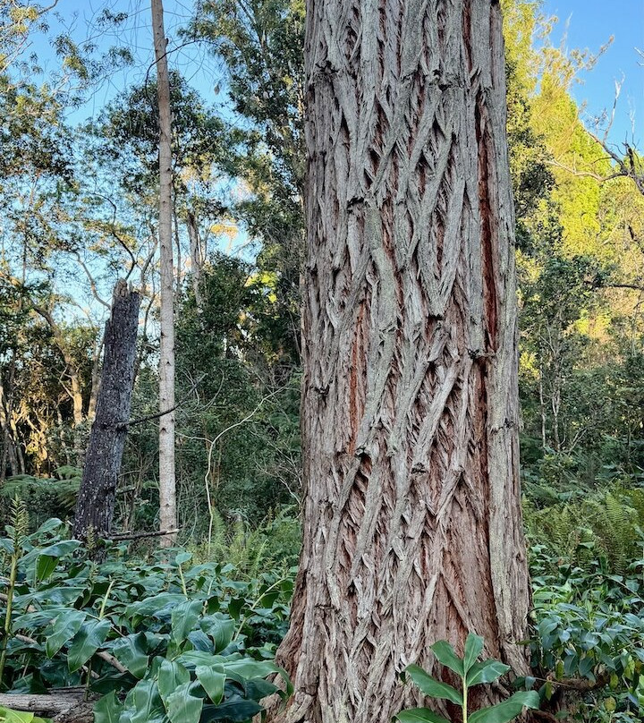 Kona Cloud Forest Sanctuary-凯鲁瓦-柯纳必去景点