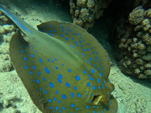 Erlebnis Ägypten-Safaga必去景点