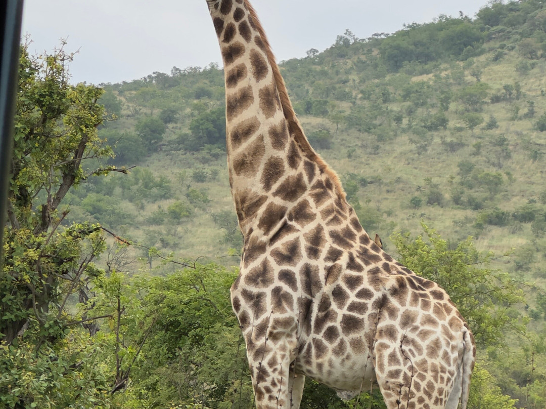 Loisico Tours and Excursions-Bloubergstrand必去景点