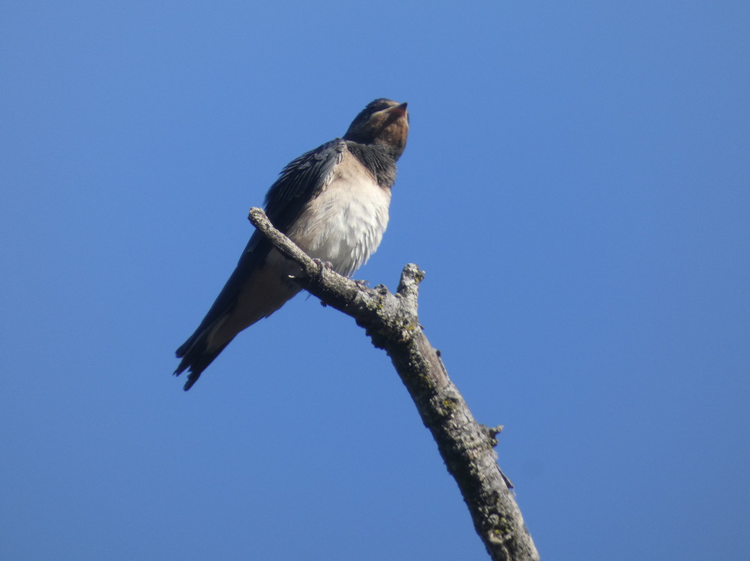 Birding The Strait-塔里法必去景点