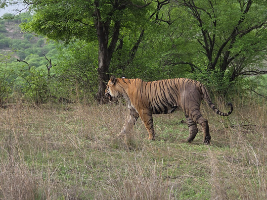 Ranthambore Tiger Safari Experience-Ranthambhore Fort必去景点