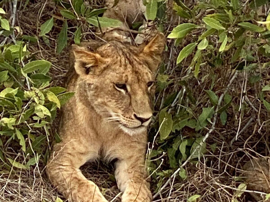 Ommy Kenya Safaris-瓦塔木必去景点