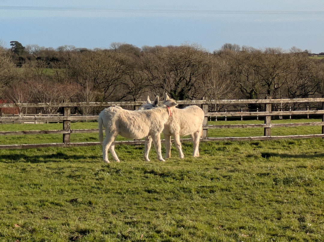 The Donkey Sanctuary-西德茅斯必去景点