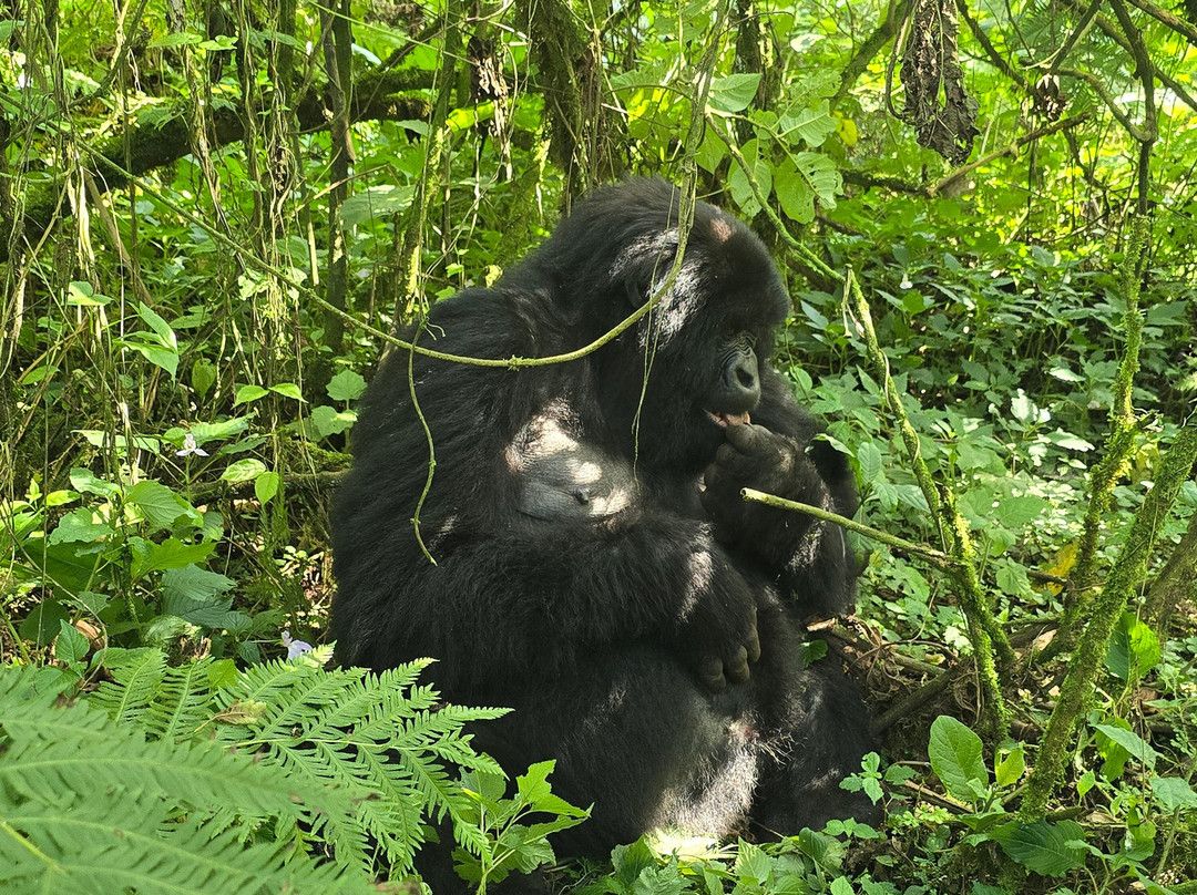 New Horizon Africa Safaris-吉佳利必去景点