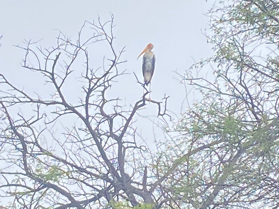 Bharatpur Bird Sanctuary-巴拉特浦必去景点
