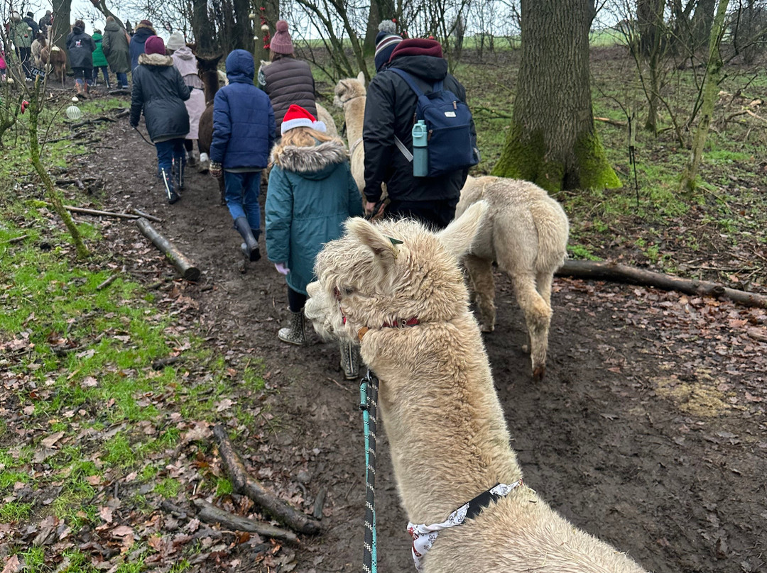 Charnwood Forest Alpacas-Boundary必去景点