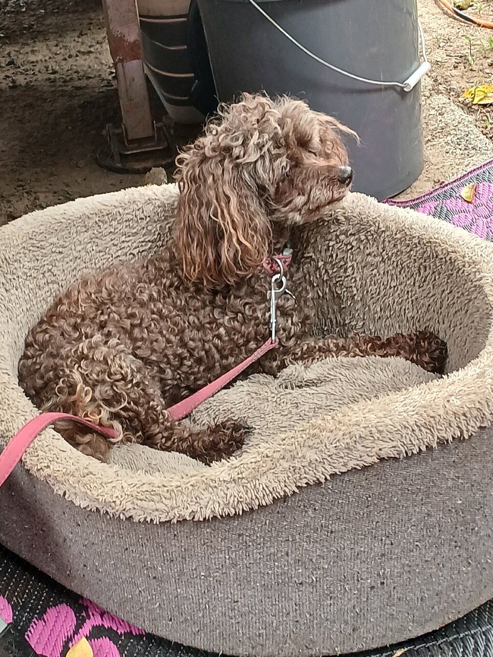 粉红火烈鸟度假酒店-官方