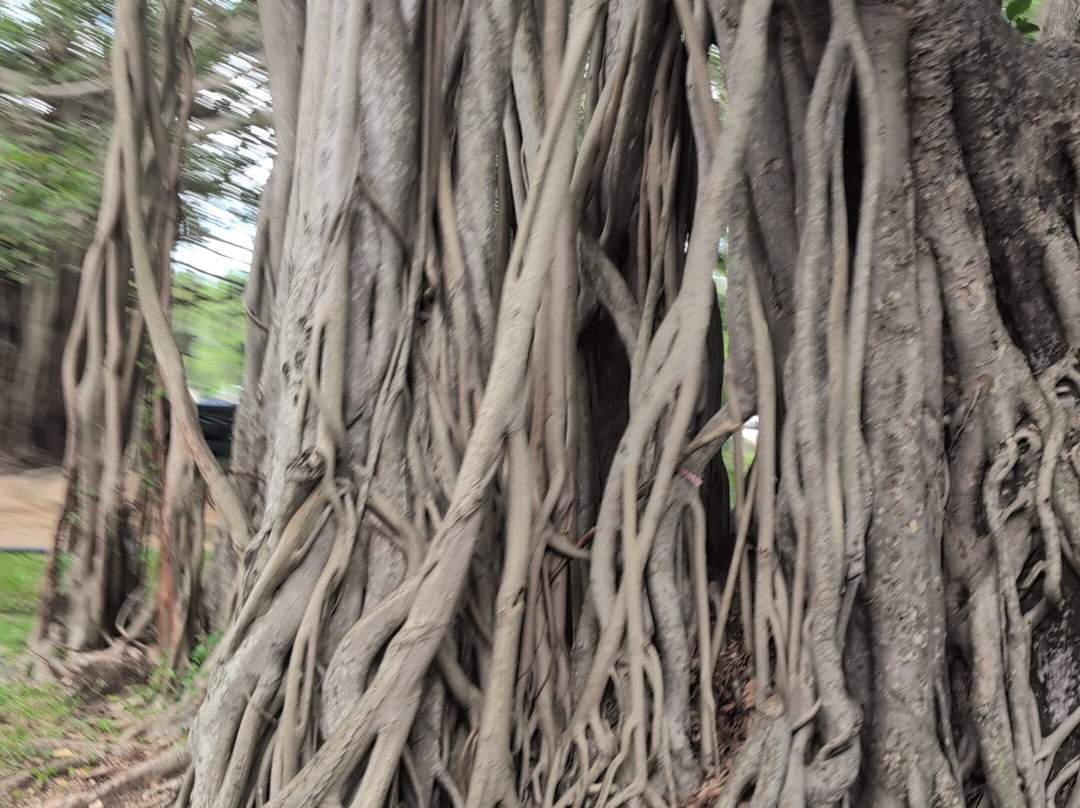 Off 2 Sri Lanka Private Tours-Piliyandala必去景点