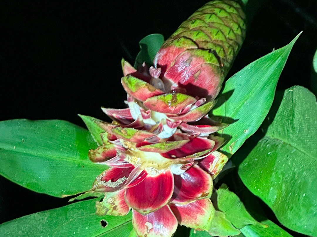 Frog's Paradise-Bijagua de Upala必去景点