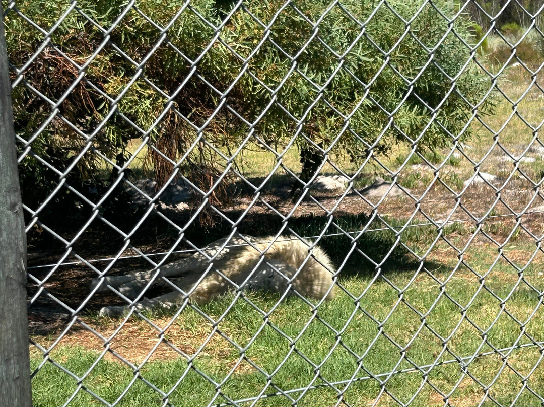 Panthera Africa - Big Cat Sanctuary-斯坦福必去景点